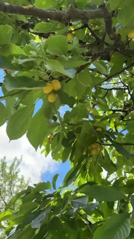 The video shows a close-up shot of a cherry tree with green leaves and unripe yellow cherries. The camera angle is from below, looking up into the branches. The sun is shining, casting dappled light through the leaves, and a few white clouds are visible in the bright blue sky. In the first few seconds, a hand reaches in and plucks a cherry from a branch. The rest of the video focuses on the cherries hanging on the branches, some in small clusters, nestled among the lush green foliage. The overall impression is one of nature and the beginning of the harvest season, with a feeling of freshness and anticipation. The scene appears to be outdoors in a natural setting, likely a garden or orchard. The time of day seems to be daytime, with good natural light. No text is visible in the video. The location context is Navdaraantkari, Georgia.