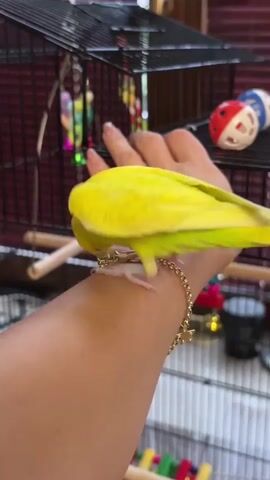 A bright yellow budgie is perched on a person's forearm, with one foot resting on the wrist and the other on the arm. The budgie's head is turned down, and it appears to be pecking at a gold bracelet on the person's wrist. The bracelet has a small heart-shaped charm and a star charm attached. The person's fingers are visible in the background, reaching towards the birdcage. The birdcage is black metal and contains several colorful toys, including what appears to be a ball with holes and a string of colorful beads with small bells. The background is blurred, but suggests an indoor setting with curtains.