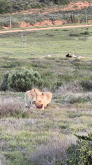 Lioness feeds on prey in South African wildlife reserve