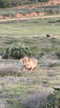 Lioness feeds on prey in South African wildlife reserve