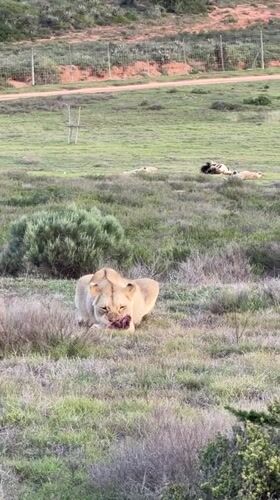 Lioness feeds on prey in South African wildlife reserve