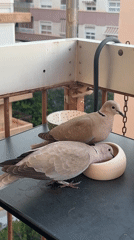 Eurasian collared-doves sharing a balcony birdseed bowl