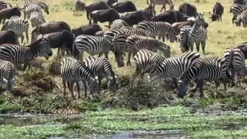 A large herd of zebras and wildebeest are grazing near a body of water.  The zebras are primarily in the foreground, clustered near the water's edge, with many having their heads lowered to eat.  The wildebeest, characterized by their dark, almost black bodies, are more dispersed in the background, also grazing.  The landscape is generally flat with grassy vegetation, and the overall lighting suggests a bright, sunny day.