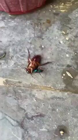 On a gray, mottled surface, possibly concrete, a cockroach lies on its back, its legs flailing. At the cockroach's head, a small, metallic green insect is latched on. A red plastic object is partially visible in the upper left corner of the frame. There are also some small, white and green debris scattered on the ground around the cockroach. The camera remains static throughout the video.