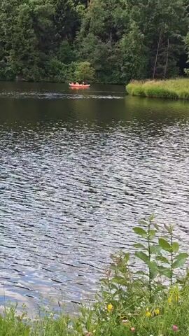 The video depicts a serene lake scene in Росинка Кп, Russia. In the distance, an orange kayak with two people can be seen gliding across the calm, dark water. The lake is surrounded by a dense, lush forest with tall, green trees, suggesting a natural and tranquil setting. The water's surface is rippled, creating a shimmering effect, and in the foreground, tall green grass and small pink and yellow wildflowers grow along the bank, adding a touch of color to the scene.

A duck is swimming in the foreground, adding a touch of wildlife to the peaceful environment. The lighting suggests it is daytime, likely late afternoon or early evening, given the soft, diffused light. The overall mood is peaceful and relaxing, highlighting the beauty of nature and the enjoyment of recreational activities on the water. There is no visible text in the video.