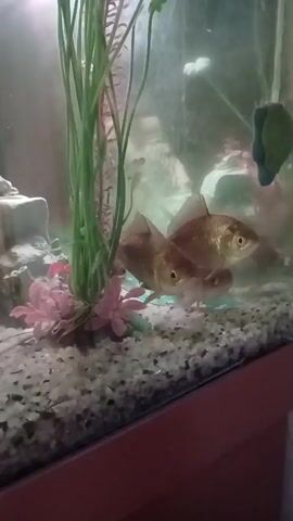 The video shows two fish swimming in an aquarium. The aquarium has white gravel on the bottom and a tall green plant on the left side, with some pink artificial flowers at the base of the plant. The fish appear to be bronze or gold in color. The water in the aquarium is somewhat murky, and there is some light reflecting off the surface. The video is filmed from a slightly elevated angle, looking down into the aquarium.