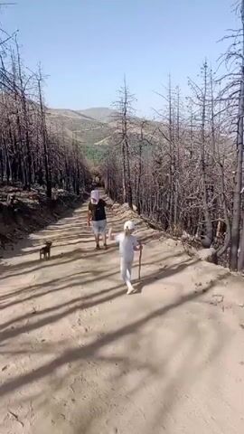 A video captures a family walking on a dirt road through a burnt forest. A man carrying a child on his shoulders leads the way, followed by another child walking with a stick. A small dog trots beside them. The trees are bare and black, a testament to a past fire. The sun shines brightly, casting long shadows on the road. The sky is clear and blue. The landscape suggests a mountainous region.
