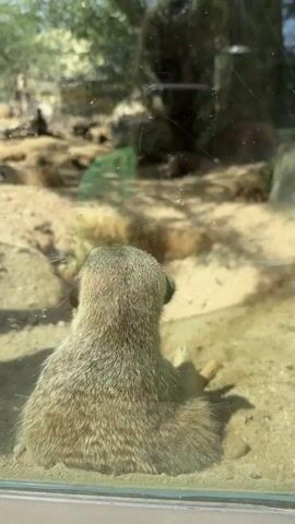 A meerkat is sitting behind a glass enclosure, facing away from the camera. It then turns its head to the right, looking off to the side. The enclosure appears to be sandy with some rocks and vegetation in the background. The lighting suggests it is daytime.