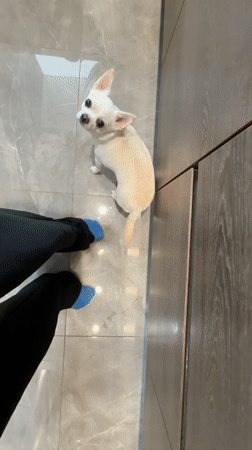 Woman cooks with Chihuahua watching in Birobidzhan kitchen