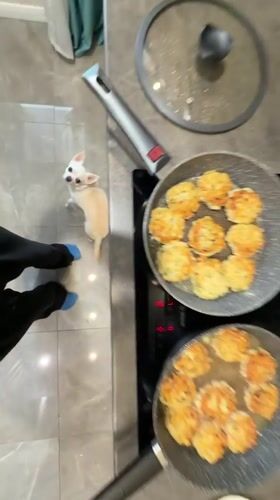 Woman cooks with Chihuahua watching in Birobidzhan kitchen