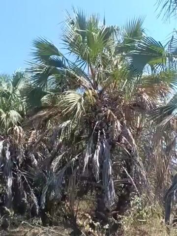 The video shows several palm trees on a sunny day. The sky is blue with some wispy white clouds. The palm trees are tall and have a lot of fronds. Some of the fronds are green and healthy, while others are brown and appear to be dying or dead. There are also some smaller plants and bushes growing at the base of the palm trees. The overall impression is of a tropical or subtropical environment.