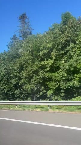 A dashcam view captures a bright, sunny day with a clear blue sky. Lush green trees line the right side of a paved road. A white guardrail separates the road from the trees. The perspective suggests movement from a vehicle traveling on the road.