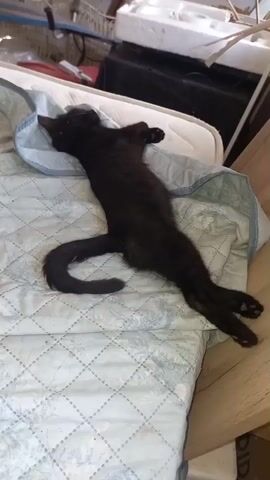 The video shows a black kitten sleeping on its back on a quilted mattress. The kitten is fully stretched out, with its legs extended and its tail curled. The kitten's head is resting on a blue pillow. The background is out of focus but appears to be an indoor setting with some clutter.