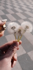 Spring afternoon moments captured: dandelions, blooms, casual park activities