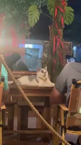 The video shows a white cat with grey patches laying on a wooden table outside at night, and someone petting it. The cat is wearing a gold-colored necklace with little bells. There are people sitting at tables around the cat, and a tree-like decoration with red ribbons behind it. The video is a close-up of the cat being petted, focusing on its head and neck.