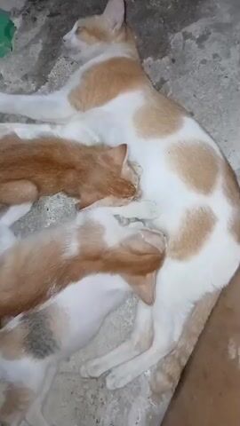 A mother cat with orange and white patches is lying down on a textured concrete surface. She is nursing two kittens that are also orange and white. The kittens are actively feeding, with their mouths latched onto the mother cat's belly. The scene is illuminated by natural light.
