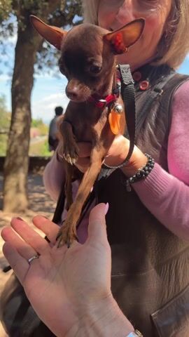 A woman holds a small brown dog with a red collar and orange tag. Another person reaches out a hand toward the dog. The woman holding the dog is smiling. The scene appears to be outdoors in a park or garden setting with trees and other people visible in the background. The day is sunny.
