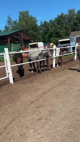 Three horses are standing behind a white fence in an outdoor enclosure. The horse on the far left is brown. The horse in the middle is gray and appears to be a foal or young horse. The horse on the far right is dark brown. Behind the fence, there is a dirt ground, trees, a covered shelter with a green roof, and several white trailers or structures. The sky is blue and clear. The horses are casually standing or grazing.