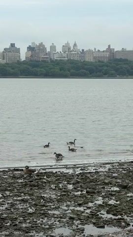 This media file captures a serene, overcast day at a waterfront, likely during daytime. The foreground is dominated by a rocky, muddy shoreline, suggesting a tidal area or a lake edge. A Canadian goose stands alert on the shore, while several more geese swim in the choppy, grey water. In the middle ground, a group of five geese is visible, two closer to the shore and three further out. The background reveals a dense line of lush green trees, separating the water from a city skyline. The buildings are varied in height and architectural style, with a mix of modern and older structures. The sky is a uniform, pale grey, indicative of a cloudy or foggy day. The overall mood is tranquil and natural, with the urban landscape providing a distant, hazy backdrop to the wildlife in the foreground. There is no visible text in this media file.
