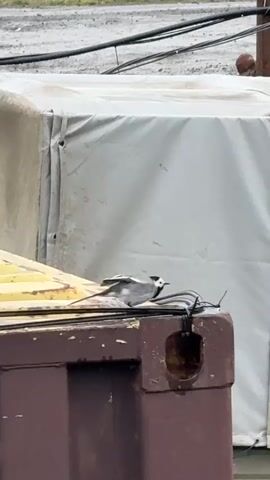 A white wagtail bird is perched on the corner of a brown metal container. The corner also has a small hole in it and some black wires attached. Behind the container is a large object covered with a white tarp. Further back, the ground appears wet and there are overhead wires. The bird is facing right and occasionally dips its head.