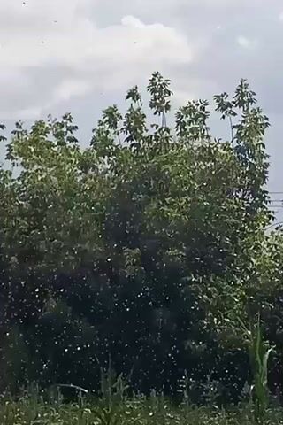 The video shows a dense green tree with numerous small white specks floating in front of it against a cloudy sky. The specks appear to be moving, suggesting they are either insects or some form of airborne debris. The foreground shows some green foliage. The overall impression is a natural outdoor scene with a multitude of small, mobile particles.