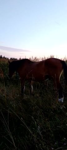 A brown horse is standing in a field of tall grass and weeds. The horse is facing to the left of the frame, and its head is lowered, possibly grazing. The sky is visible in the background, appearing overcast or at dusk. The image is vertically oriented.