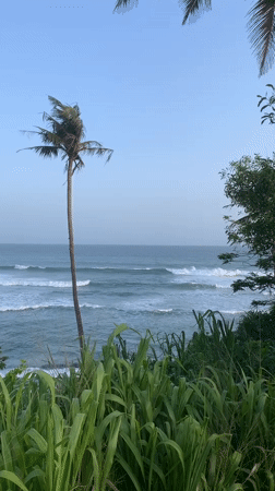 Palm-fringed coast in Weligama under a clear Sri Lankan sky