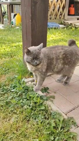 A grey cat is standing on a paved surface near a wooden pole and some green plants. The cat shakes its head and then sits down. The background shows a wooden fence and some outdoor equipment.