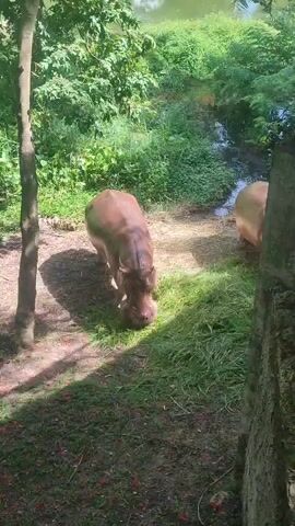 The video shows two hippos in an outdoor enclosure. One hippo is standing on the grass near a small stream, eating. The other hippo is partially visible to the right. The enclosure has trees and lush greenery. The lighting suggests it is daytime.