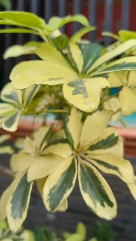 The video shows a close-up of a plant with variegated leaves, mostly yellow with green markings, against a background of a fence and other plants. The camera angle is slightly low, looking up at the plant. The leaves are arranged in clusters, forming a radial pattern. There's no discernible movement of the plant or camera.