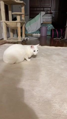 A pristine white cat with bright blue eyes is the central focus of this indoor video. The cat is seen crouched low on a textured, light-colored rug, its body positioned as if observing something intently to its right. After a few moments, it slowly turns its head, fixing its captivating blue gaze directly at the camera, showing a clear sense of curiosity and attentiveness.

The setting appears to be a cozy living space within a home in Kawasaki, Japan. In the background, to the left of the cat, a multi-tiered cat tree with beige platforms is visible. The floor transitions from the rug to a dark wooden surface further back. Other household items are discernible, including a dark wooden chest of drawers or shelves, a light-colored blanket draped over something, a purple cylindrical object, and a black cat play tunnel. The lighting is bright and even, highlighting the cat's immaculate white fur and the details of the room. The cat seems calm and engaged, suggesting a comfortable domestic environment.