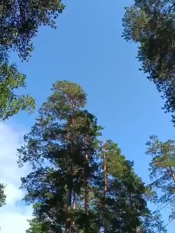 The video shows a view looking up through a forest canopy on a clear day. Tall pine trees with green needles and brown bark reach towards a bright blue sky. The camera pans slowly, capturing the tops of the trees and the open sky between them. Sunlight filters through the branches, creating dappled light. There are no people or other living creatures visible in the footage. The environment appears to be a natural, uncultivated forest.
