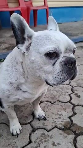 A white French bulldog with black spots sits on a patio with patterned concrete tiles. The dog's head is turned to its left, and its eyes are looking in that direction. The background shows two red chairs and a building. The dog's ears are erect. The video captures the dog from the chest up, with a slight movement of the camera.