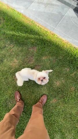 A person with brown shoes and tan pants is standing on a lawn.  A small white dog looks up at the person. The person walks away, and two more dogs are now visible at the edge of the house near an open sliding glass door.  One dog is tan and larger than the other two, which are small and white/tan colored. The dogs are all interacting in front of the open doorway. The door leads into a room with a white table and chairs.  The dogs appear to be playing. The lawn is well-maintained.