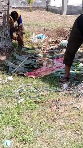 In an outdoor scene, two men are observed in a yard alongside a coconut tree amidst scattered debris and foliage. The debris includes plastic bottles and white plastic bags. One man, dressed in a blue and yellow shirt and dark pants, is crouching at the base of the tree, manipulating an object that appears to be a piece of cloth or material. The other man, wearing a black shirt and dark brown pants with sandals, stands nearby, observing. The ground near the tree is covered with large green leaves, and a substance resembling blood is visible. A length of white and green rope lies in the foreground. The setting includes a residential area, with a white house and a fence in the background, along with trees and a bunch of bananas hanging from a banana tree.