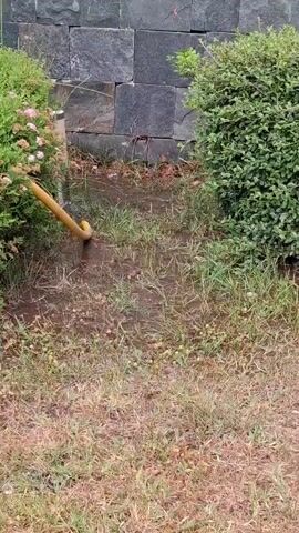 The video shows a yellow garden hose lying on wet grass near a hedge with small pink flowers. The hose appears to be actively watering the ground, as there are puddles of water around it. In the background, a stone wall made of dark, rectangular blocks can be seen. The grass is a mix of green and dry, brown blades. The overall scene suggests an outdoor setting, possibly a garden or yard, that has recently received or is currently receiving water. The weather appears to be overcast or rainy, given the wet ground and puddles. There is no visible text in the video. The time of day is not clearly indicated, but the lighting suggests it is daytime.