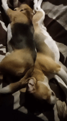 Two beagles napping together on a striped blanket in Russia