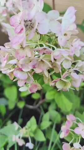 The video shows a close-up view of a flowering hydrangea bush. The flowers are a mix of white and pink, with some browning at the edges. The leaves are green and lush. The bush is growing in what appears to be a garden setting, with grass and other plants visible in the background. The video is shot from a low angle, looking up at the flowers. The lighting is natural, suggesting it is daytime. The overall impression is one of a healthy, blooming plant in a garden environment.