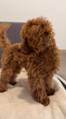 Small poodle spotted playing indoors and outdoors in Marum