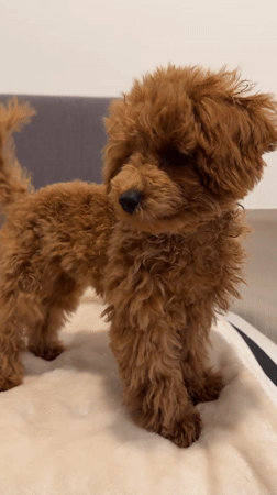 Small poodle spotted playing indoors and outdoors in Marum