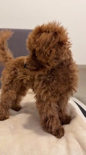Small poodle spotted playing indoors and outdoors in Marum