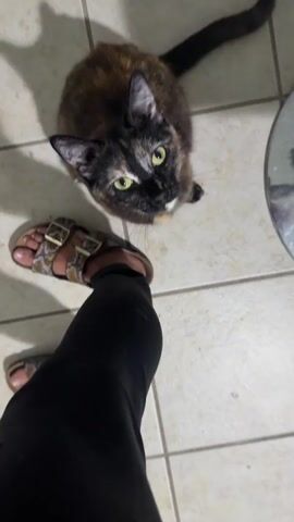 A tortoishell cat with green eyes approaches a person's legs. The person is wearing black leggings and Birkenstock sandals. The cat rubs its face against the person's leg before looking up. The scene takes place indoors on a tiled floor, with a shadow visible on the floor from the cat.