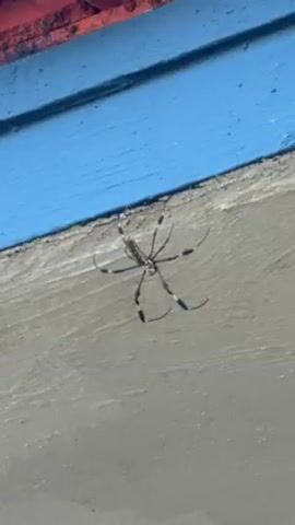 The video shows a close-up shot of a Golden Silk Orb-Weaver spider, identifiable by its distinctive markings and long legs. The spider is positioned on a gray painted surface beneath a blue painted section, possibly part of a building or structure. The camera zooms in slightly, offering a detailed view of the spider's body and legs. A thin strand of web is visible above the spider. The scene is static and focuses on the spider and its immediate surroundings.