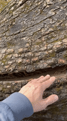 Person examines split bark on fallen tree in Tallinn