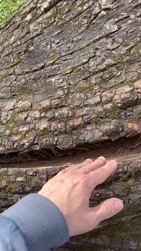 Person examines split bark on fallen tree in Tallinn