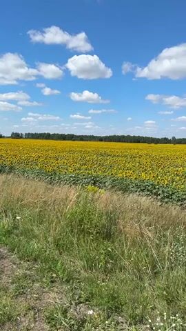 A horizontal video displays a vibrant sunflower field under a clear blue sky dotted with fluffy white clouds. The field, stretching to the horizon, is a sea of yellow sunflowers with green foliage. In the foreground, tall green grass lines a dirt path. The camera pans right, revealing the edge of a dense green tree on the left side of the frame, obscuring a portion of the sunflower field. Another tree with sparser leaves appears on the right side of the frame. The overall scene evokes a sense of a bright, sunny day in the countryside.