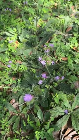 The video shows a patch of green ground cover with small purple flowers. The leaves are a deep, almost bluish green, and the flowers are delicate and star-shaped. The camera slowly zooms out, revealing more of the ground cover and the scattered arrangement of the flowers. The ground is also littered with fallen leaves. The lighting suggests a sunny day.