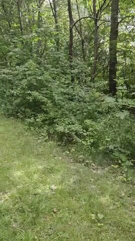 The video shows a pathway in a wooded area. The pathway is paved and on the left side of the video. On the right side of the pathway, there is dense foliage and trees. The grass on the side of the pathway is green and somewhat overgrown. In the distance, there are white signs visible near the pathway. The lighting suggests it is daytime.