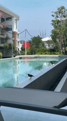 Sunny morning pool scenes, mynah bird spotted in Choeng Thale