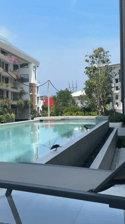 Sunny morning pool scenes, mynah bird spotted in Choeng Thale